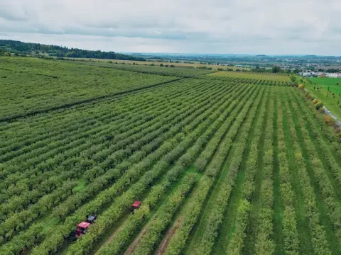 Prodej sadu/vinice, Červené Pečky, 13966 m2