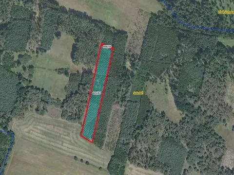 Prodej lesa, Sokoleč, 9084 m2