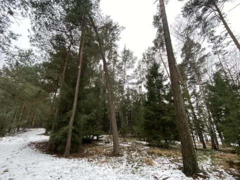 Prodej lesa, Veliny, 4517 m2