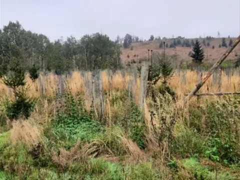 Prodej lesa, Vladislav, 11904 m2