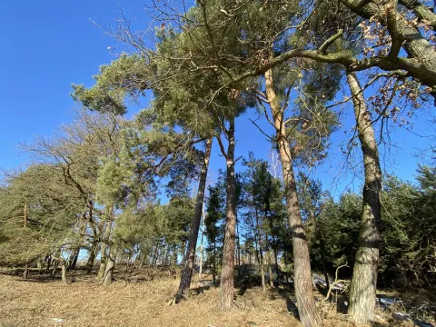 Prodej lesa, Veliny, 882 m2