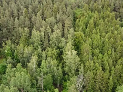 Dražba louky, Rejštejn, 1970 m2