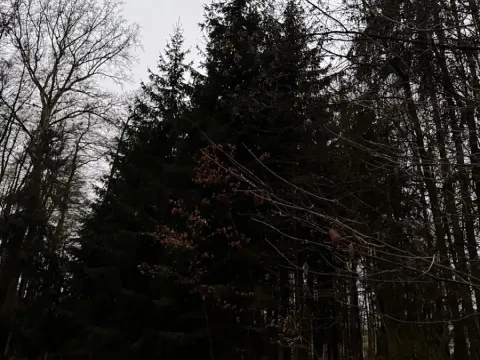 Prodej lesa, Předslav, 6263 m2