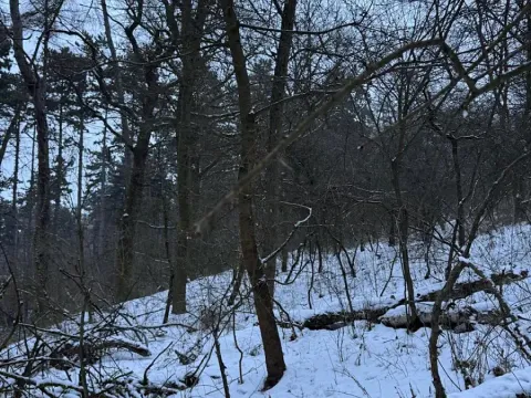 Prodej lesa, Kralupy nad Vltavou, 20392 m2