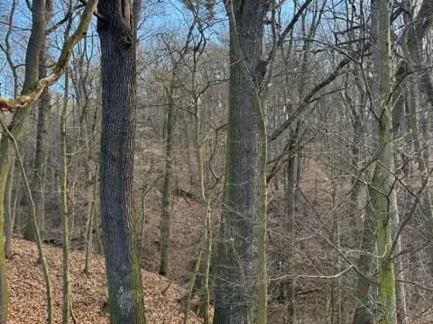 Prodej lesa, Kroměříž, 1674 m2