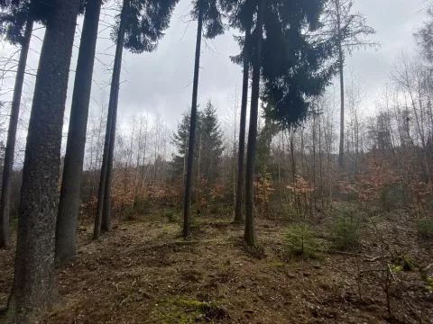 Prodej lesa, Kolinec - Buršice, 3423 m2