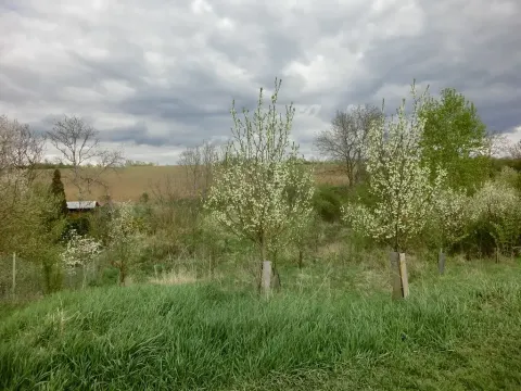 Prodej zahrady, Kunovice, 878 m2