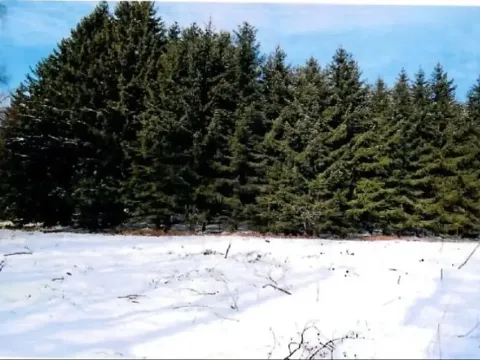 Prodej lesa, Zubří, 843 m2
