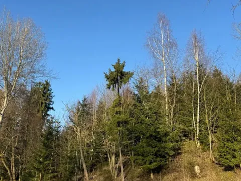 Prodej lesa, Roztoky u Jilemnice, 5755 m2