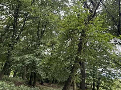 Prodej podílu lesa, Bílina, 2704 m2