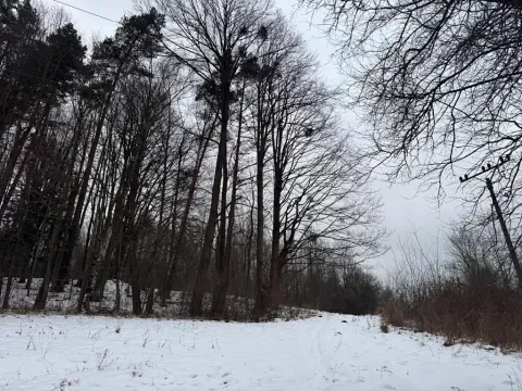 Prodej lesa, Malá Bystřice, 43476 m2