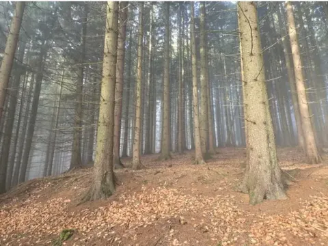 Dražba lesa, Horní Bečva, 4284 m2