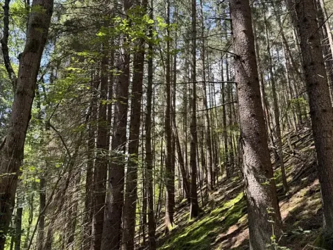 Prodej lesa, Kratušín, 6930 m2