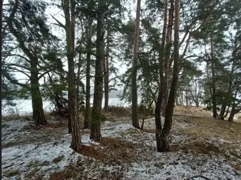 Prodej lesa, Buřenice, 2680 m2