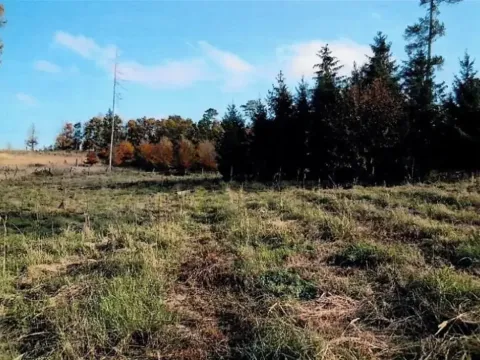 Prodej lesa, Vladislav, 8722 m2